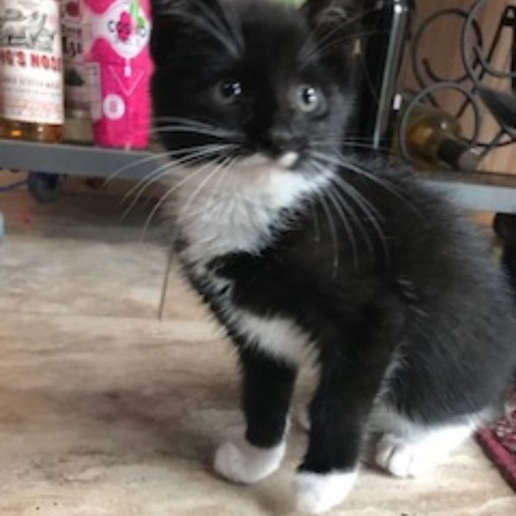 Meet your Posher, Bunny - Picture 6 of 7